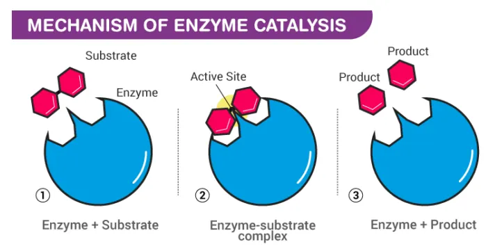 Mechanistic Insights into Enzyme Catalysis and Biochemical Reactions - Issue cover