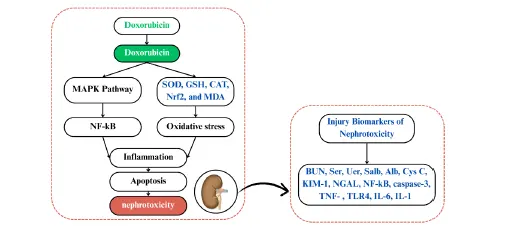 A Review on the Nephroprotective Role Flavonoid-Rich Substances in Doxorubicin-Treated Animal Models - Issue cover