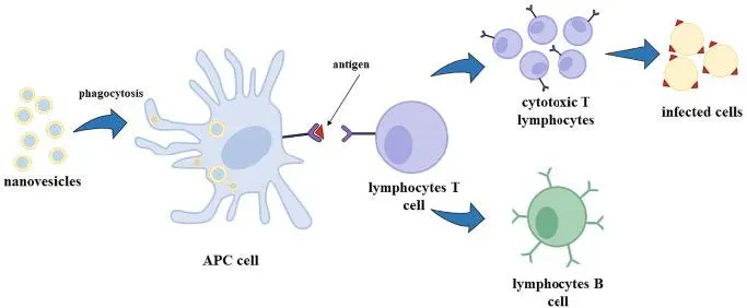Niosome-Based Vaccines for Enhanced Immunogenic Response - Issue cover